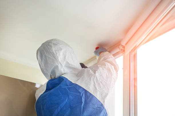 Best Emergency Mold Remediation in USA